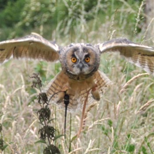 Falconry at Herstmonceux Castle East Sussex Falconry at Herstmonceux Castle East Sussex